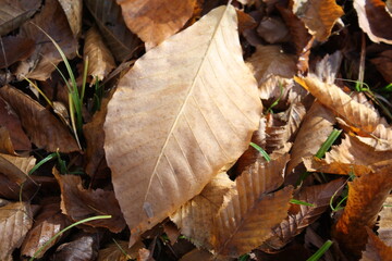 autumn leaves on the ground