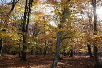 Naklejka premium trees in autumn