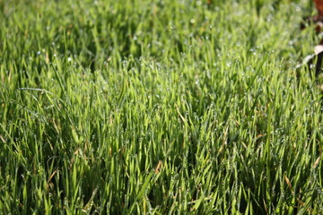 green grass texture