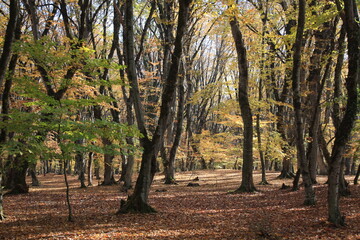 Naklejka premium autumn in the park