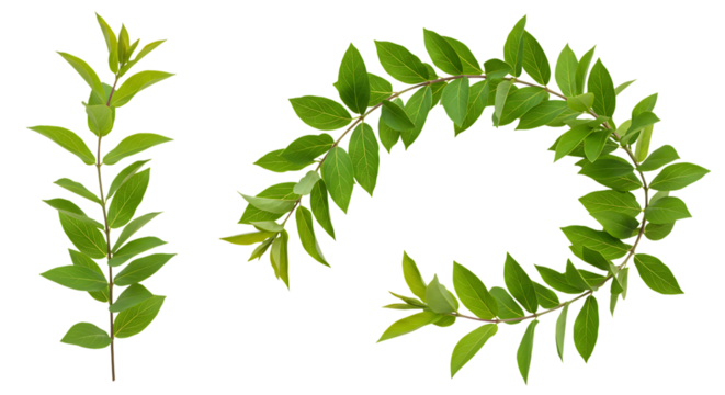 Realistic Honeysuckle, lush green leaves with natural texture, isolated on white background. Shown in different arrangements (single strand, small cluster, curved shape, diagonal line). High resolutio
