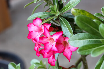 Obraz premium Beautiful pink adenium desert rose flowers with green leaves. Tropical ornamental plant perfect for garden, decoration, and nature photography.