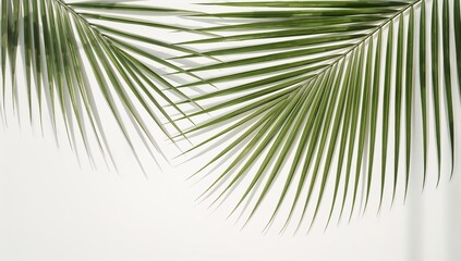 Obraz premium Two vibrant palm fronds create a lush, tropical feel against a plain white background, highlighting the intricate details and shadows cast.