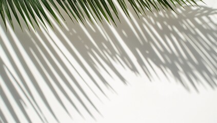 Obraz premium A minimalist composition featuring the delicate shadows of a palm leaf against a clean white surface.