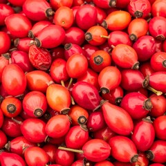 Close-up of many rose hips