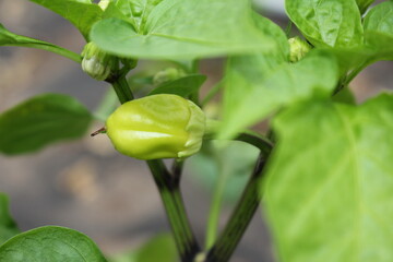 beautiful green pepper growing on a bush in the garden