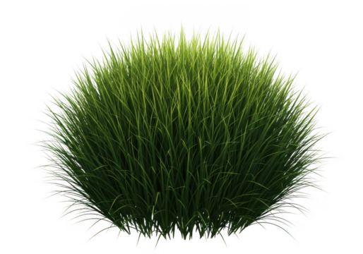 A perfectly spherical clump of lush green grass isolated on a transparent background for design isolated on transparent background