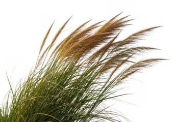 Close up of feathery pampas grass plumes with golden tips against a dark background isolated on transparent background
