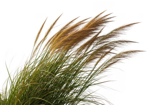 Close up of feathery pampas grass plumes with golden tips against a dark background isolated on transparent background