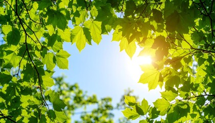 Obraz premium Lush green leaves frame bright sunlight