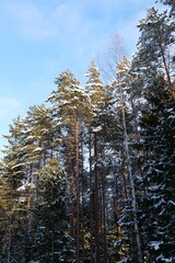 pine forest in winter