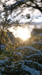 sunset surrounded by flowers