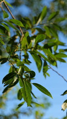 green leaves against blue sky