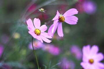Fototapeta premium 華やかなコスモスの花のある風景