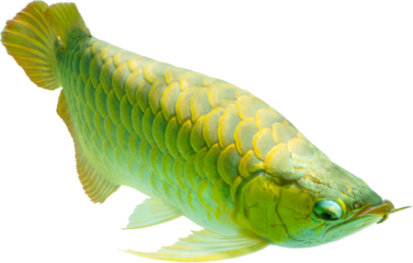 Golden arowana fish