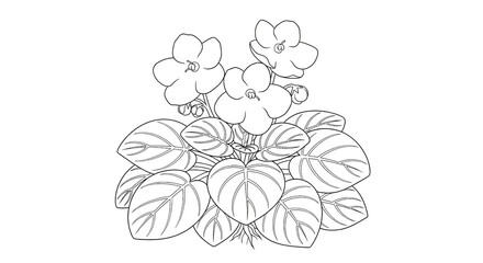 African violet line art illustration isolated PNG with Transparent Background