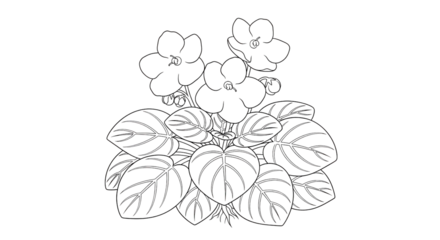 African violet line art illustration isolated PNG with Transparent Background