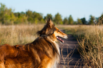 dog on the meadow