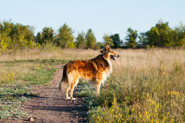 german shepherd dog running in the field