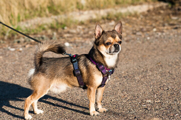 chihuahua dog on the beach