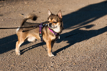 dog on the beach