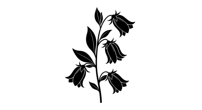 Silhouette of bellflower with stem and leaves isolated PNG with Transparent Background