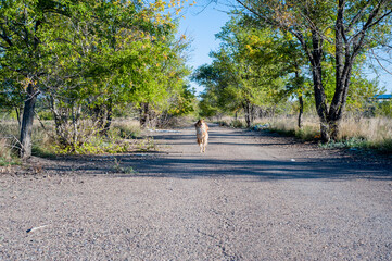 woman walking in the park