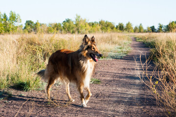 german shepherd running