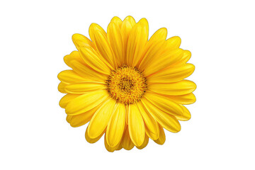 Naklejka premium Close-up of a vibrant yellow flower, petals radiating outward