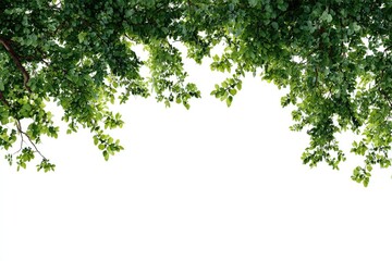 Lush green foliage framing a white background