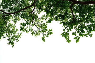 Lush green foliage branches against a white background