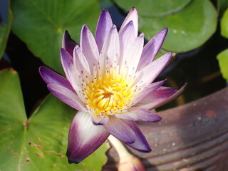 紫色の熱帯スイレンの花