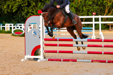 Horse, show jumper jumping over an obstacle.