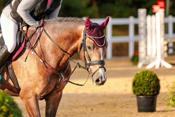 horse, close-up during a horse show.