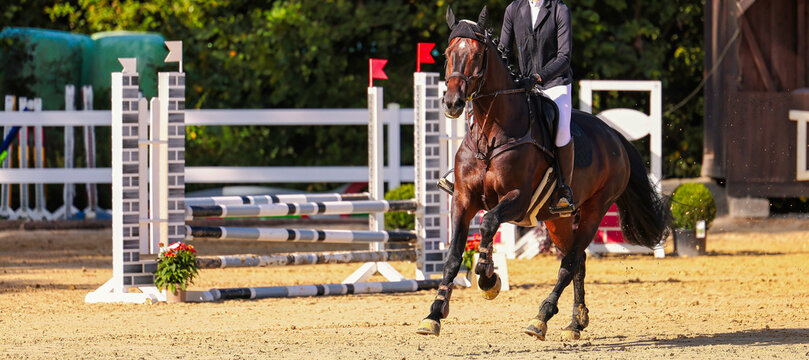 horse, close-up during a horse show.