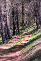footpath in the woods