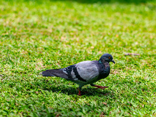 Beautiful dove or pigeon standing on lush green grass lawn in public park - peaceful urban wildlife bird in natural outdoor garden setting.