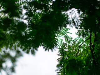 Beautiful bokeh focus through small cute dicotyledon leaves with sky background - soft natural depth of field photography for artistic backdrop and nature concepts.