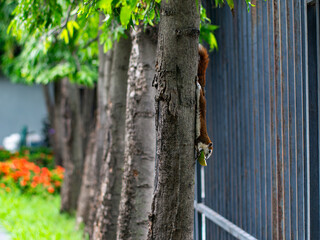 Cute squirrel sitting on tree branch eating fruit in hands - adorable wild rodent animal feeding behavior in natural forest habitat.