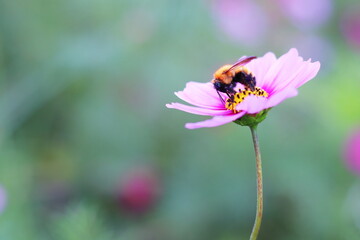 コスモスにとまるミツバチ