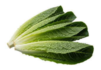Three vibrant, crisp romaine lettuce leaves with glistening water droplets, fanned against a seamless transparent background with bright studio lighting. Concept of supreme freshness and purity