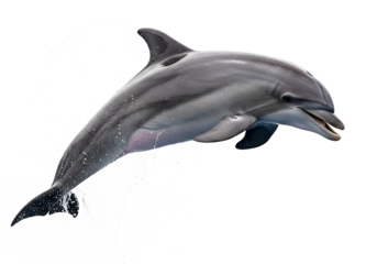marine ocean scene of a dolphin jumping with splash, clean isolated cutout