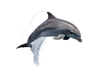 ocean dolphin jumping with splash, elegant marine animal on white background