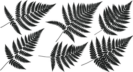 Elegant black fern leaves create a sophisticated natural pattern for modern design projects