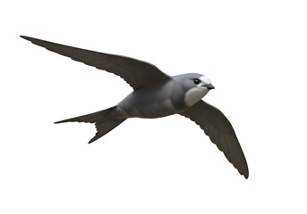 Isolated Pallid Swift soaring, illustration of a gray and white bird with long slender wings