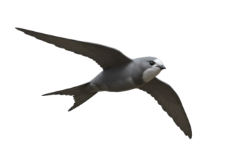 Isolated Pallid Swift soaring, illustration of a gray and white bird with long slender wings