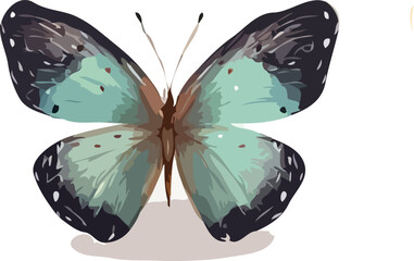Butterfly vector illustration
