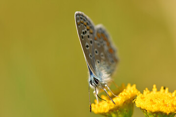 common blue, butterfly on a tansy flower