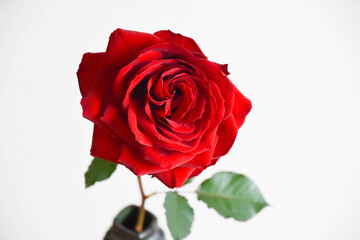 赤いバラ