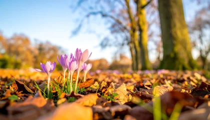 Foto auf Acrylglas Pflegezentrum Crocus flowers emerge from fallen leaves in a park at sunset  © arifyoga32